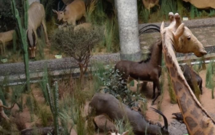 Interno del Museo di Storia Naturale di Maputo