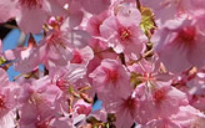 hanami