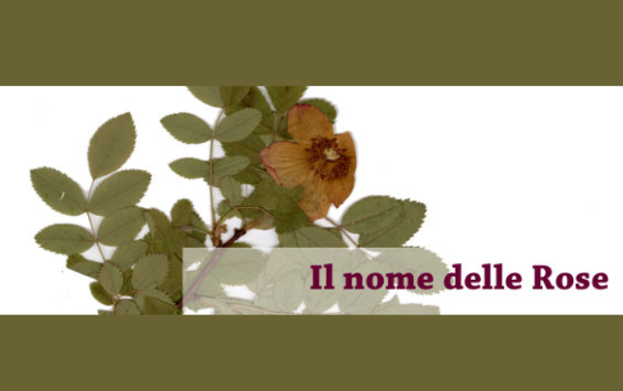 IL NOME DELLE ROSE