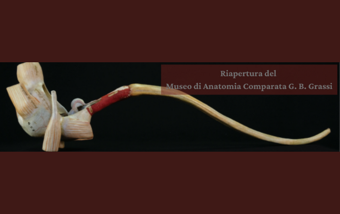 Riapre al pubblico il Museo di Anatomia Comparata