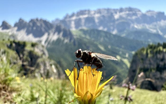 Biodiversità nascosta