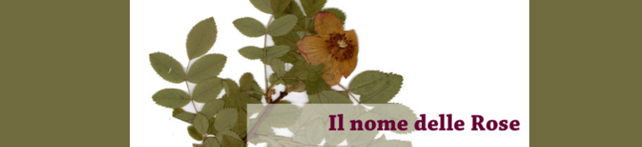 IL NOME DELLE ROSE