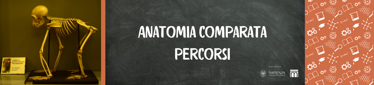 percorsi anatomia comparata