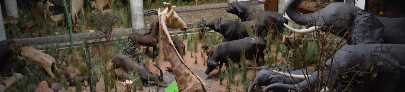 Interno del Museo di Storia Naturale di Maputo